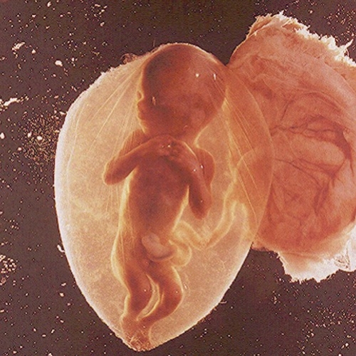 Novas regras para fertilização provocam críticas, reflexões e frustrações